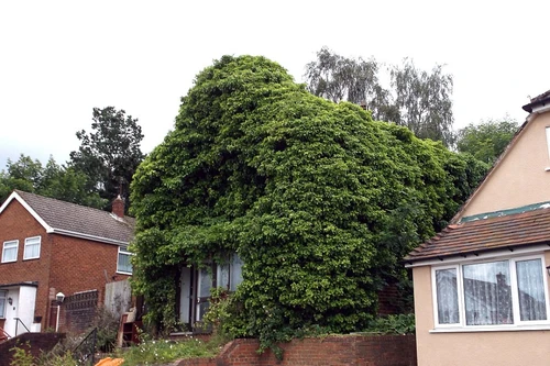 Ngôi nhà "thường xuân" bị dỡ bỏ