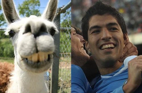 Cười vỡ bụng so sánh cầu thủ với... động vật