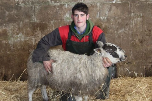 Cừu mang thai sống sót sau...11 ngày chôn vùi dưới tuyết 