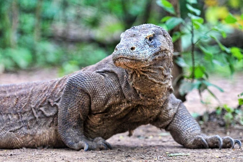 Sống sót sau khi bị rồng Komodo tấn công