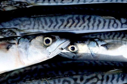 Ăn dầu cá giúp kéo dài tuổi thọ