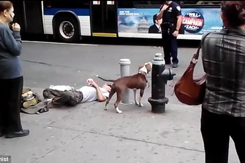 Phẫn nộ cảnh sát bắn chó trên đường phố