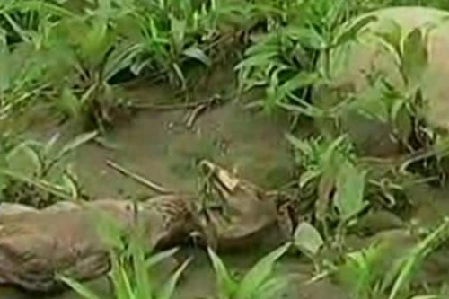 Sau xác lợn, Trung Quốc lại phát hiện cả nghìn xác vịt trôi sông