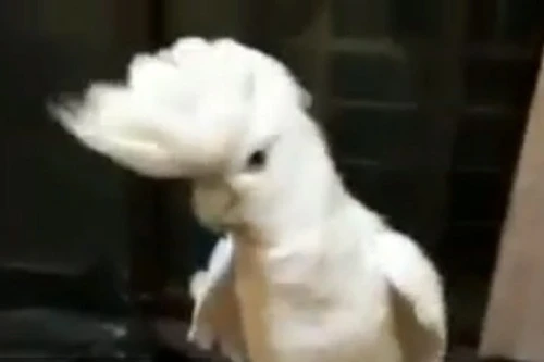 Chú vẹt mào nhảy Gangnam Style cạnh tranh với nam ca sĩ Psy