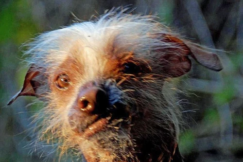 Cuộc thi của những chú chó xấu nhất hành tinh