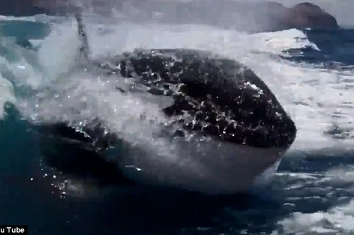 Phấn khích xem "sát thủ biển khơi" đuổi theo thuyền cao tốc