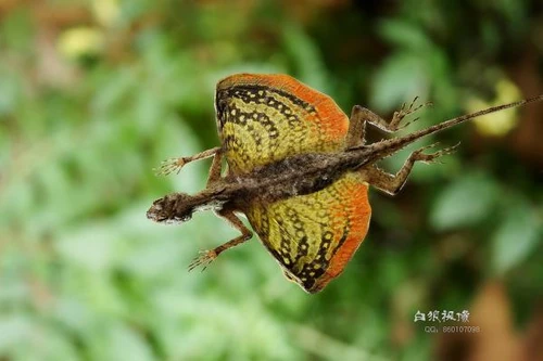 Thú vị loài thằn lằn biết bay ở Đông Nam Á