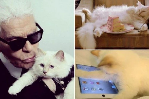 Nhà thiết kế thời trang nổi tiếng muốn kết hôn với ... mèo