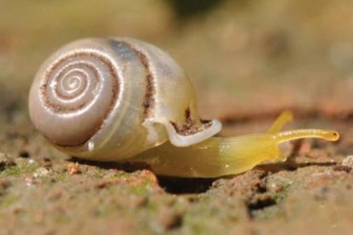 Thái Lan: Phát hiện loại ốc sên "cầu vồng"