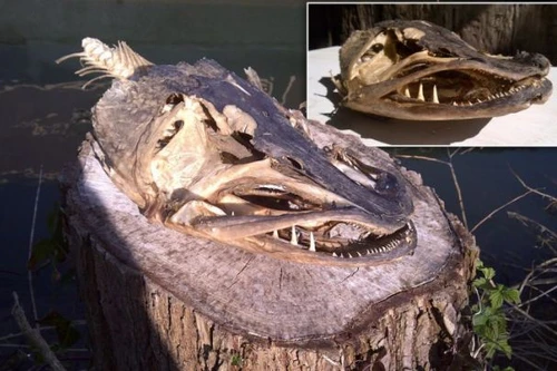 Phát hiện hộp sọ loài cá chó lớn nhất nước Anh