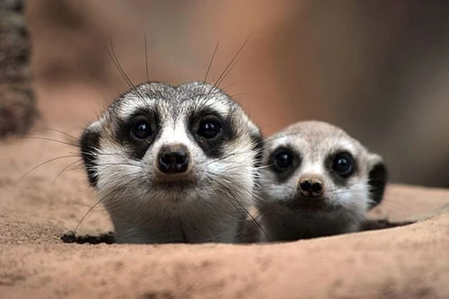 TÌnh mẹ bao la trong thế giới động vật