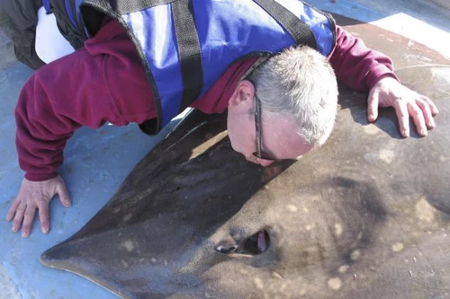 Từ chối ghi vào sách kỉ lục sau khi bắt được cá đuối khổng lồ