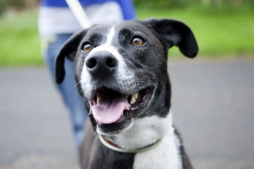 Chồng cắn chó để cứu vợ bị... chó cắn