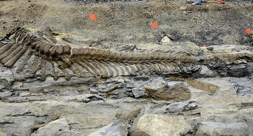 Mexico: Phát hiện hóa thạch đuôi khủng long dài 5m