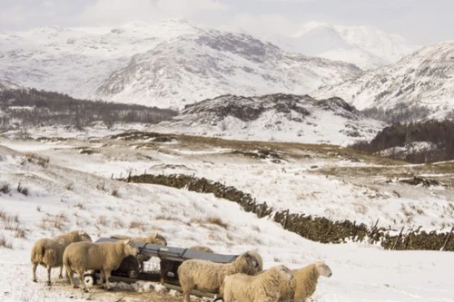 Anh: Hàng nghìn chú cừu bị chôn vùi dưới tuyết 