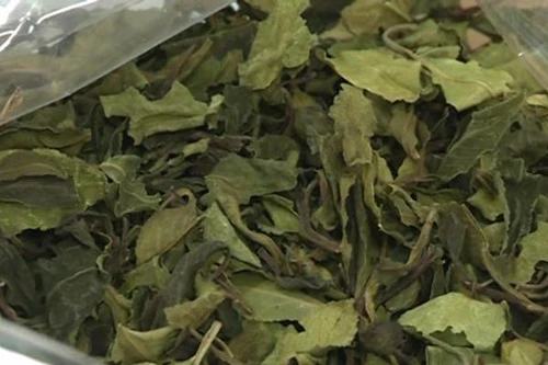 Lá Khát - Loại ma túy cực độc được tuồn vào Việt Nam