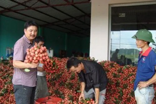 Được mùa, mất giá vì thiếu hạ tầng đầu mối 