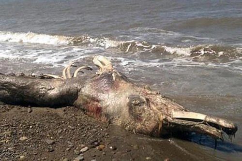 Xác sinh vật lạ dạt vào bờ biển Nga