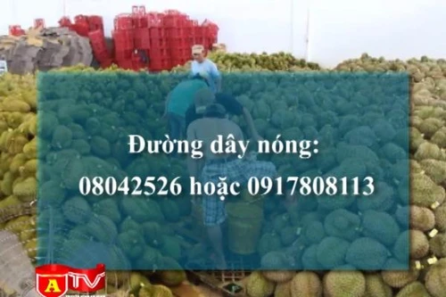 Công bố đường dây nóng tố giác vi phạm vệ sinh an toàn thực phẩm