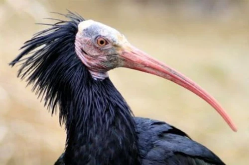 Vì khủng bố IS, chim quý có thể bị tuyệt nòi giống