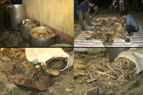 Vận chuyển, buôn bán động vật quý hiếm - khởi tố 6 đối tượng 