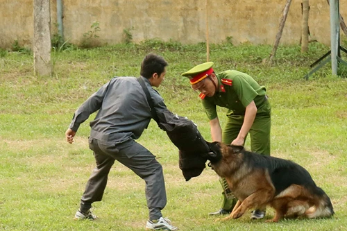 Xem cảnh khuyển tranh tài tấn công tội phạm, phát hiện ma túy, thuốc nổ