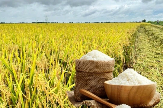 Xuất khẩu gạo năm 2026 sẽ khởi sắc?