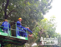 Hà Nội: Mời người dân cùng giám sát việc đánh chuyển 1.159 cây xanh trên đường Phạm Văn Đồng