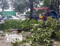 Hà Nội: Mời người dân cùng giám sát việc đánh chuyển 1.159 cây xanh trên đường Phạm Văn Đồng