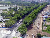 Hà Nội: Mời người dân cùng giám sát việc đánh chuyển 1.159 cây xanh trên đường Phạm Văn Đồng