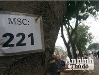 Hà Nội: Mời người dân cùng giám sát việc đánh chuyển 1.159 cây xanh trên đường Phạm Văn Đồng