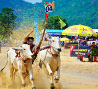Tưng bừng Lễ hội đua bò Bảy Núi cùng Number 1 Cola