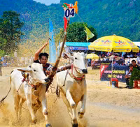 Tưng bừng Lễ hội đua bò Bảy Núi cùng Number 1 Cola