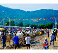 Tưng bừng Lễ hội đua bò Bảy Núi cùng Number 1 Cola