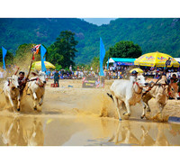 Tưng bừng Lễ hội đua bò Bảy Núi cùng Number 1 Cola