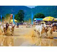 Tưng bừng Lễ hội đua bò Bảy Núi cùng Number 1 Cola