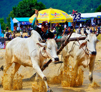 Tưng bừng Lễ hội đua bò Bảy Núi cùng Number 1 Cola