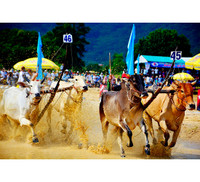 Tưng bừng Lễ hội đua bò Bảy Núi cùng Number 1 Cola