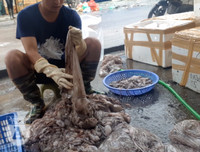 Hà Nội: Đột kích cơ sở nghi tẩy trắng bạch tuộc bằng hóa chất