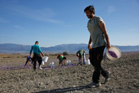 [ẢNH] Khám phá việc thu hoạch Saffron – 