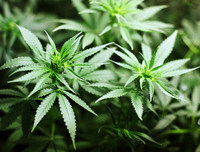 Ketamine khiến Châu Việt Cường 