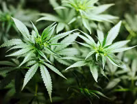 Ketamine khiến Châu Việt Cường 