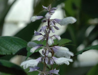 Ketamine khiến Châu Việt Cường 