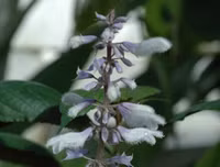 Ketamine khiến Châu Việt Cường 