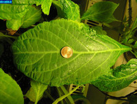 Ketamine khiến Châu Việt Cường 