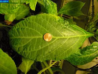 Ketamine khiến Châu Việt Cường 