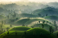 Đắm say với vẻ đẹp bất tận ở đồi chè Long Cốc