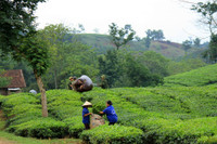 Đắm say với vẻ đẹp bất tận ở đồi chè Long Cốc