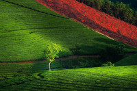 Đắm say với vẻ đẹp bất tận ở đồi chè Long Cốc