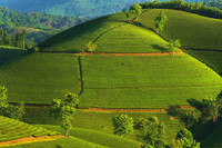 Đắm say với vẻ đẹp bất tận ở đồi chè Long Cốc
